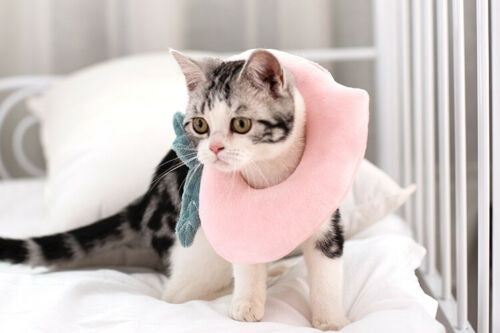 Cute Fruit Recovery Collar for Cats & Dogs | Soft Adjustable E-Collar After Surgery